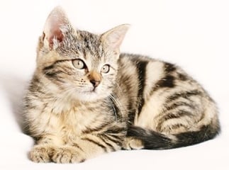 vermifuge pour chat